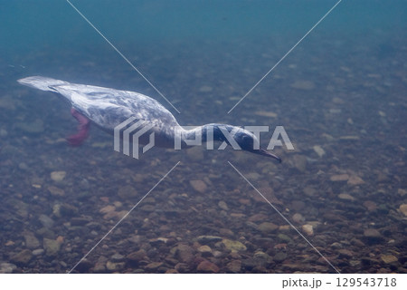 カワアイサ 潜る 生態(千歳サケのふるさと館、現在は サケのふるさと 千歳水族館) カワアイサ 潜る 生態(千歳サケのふるさと館、現在は サケのふるさと 千歳水族館) 129543718