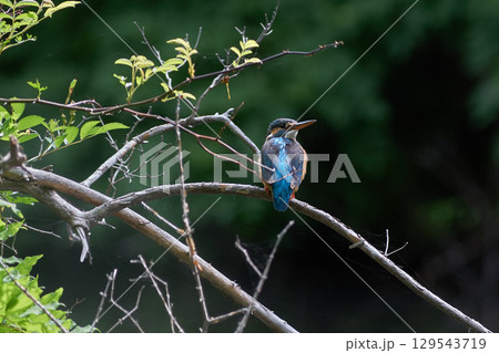 カワセミ　メス 129543719