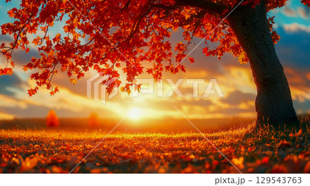 A single tree with vibrant autumn foliage, colored in red and orange hues against the backdrop of a setting sun sinking below the horizon. 129543763