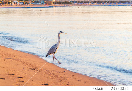 Gray heron fishing on the beach of the Red Sea. Naama Bay beach, Sharm El Sheikh, Egypt Gray heron fishing on the beach of the Red Sea. Naama Bay beach, Sharm El Sheikh, Egypt 129543830