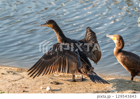 Great cormorant, Phalacrocorax carbo, sits on stone and dries its wings on the wind. Great cormorant, Phalacrocorax carbo, sits on stone and dries its wings on the wind. 129543843