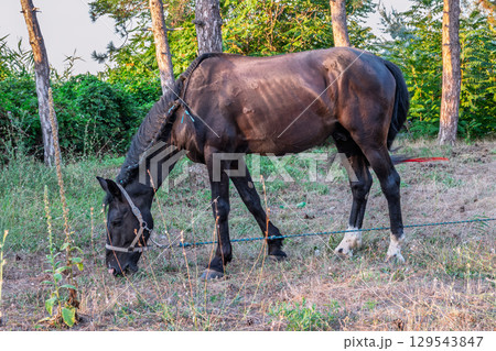 Brown horse grazing in the pasture with a lot of flies on the face 129543847