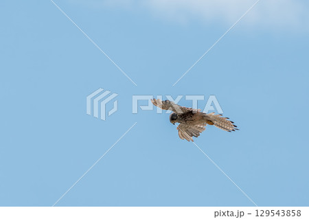 Common kestrel, Falco tinnunculus, hovered in the air in search of prey Common kestrel, Falco tinnunculus, hovered in the air in search of prey 129543858