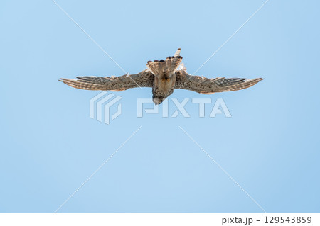 Common kestrel, Falco tinnunculus, hovered in the air in search of prey 129543859