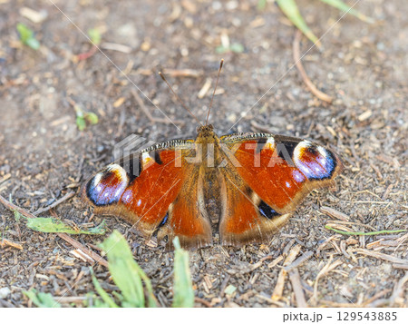 Peacock butterfly on the ground among the grass 129543885
