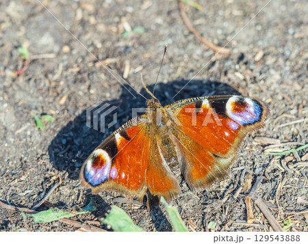 Peacock butterfly on the ground among the grass 129543888