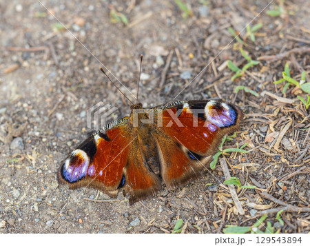 Peacock butterfly on the ground among the grass Peacock butterfly on the ground among the grass 129543894