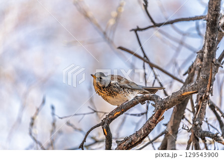 Fieldfare is sitting on branch in winter or autumn on blue sky background. 129543900