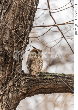 Long-eared owl (Asio otus), looking forward with wide opened eyes 129543921