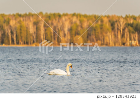 Graceful white Swan swimming in the lake, swans in the wild. Portrait of a white swan swimming on a lake. 129543923