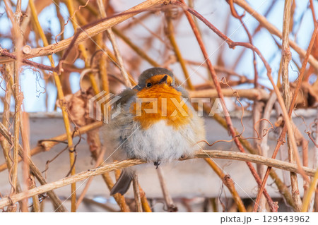 Cute bird the European Robin, Erithacus rubecula. sitting on the tree branch in winter. Cute bird the European Robin, Erithacus rubecula. sitting on the tree branch in winter. 129543962