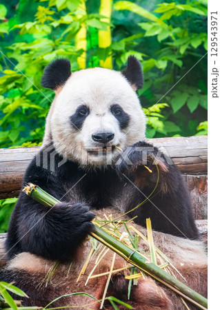 The Giant Panda Bear sits while eating a bamboo stalk 129543971