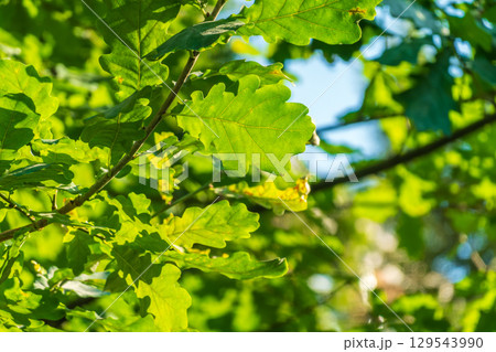 Green oak leaves background. Plant and botany nature texture. green oak leaves in woods Green oak leaves background. Plant and botany nature texture. green oak leaves in woods 129543990
