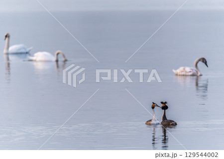 Mating games of two water birds Great Crested Grebes. Two waterfowl birds Great Crested Grebes swim in the lake with heart shaped silhouette Mating games of two water birds Great Crested Grebes. Two waterfowl birds Great Crested Grebes swim in the lake with heart shaped silhouette 129544002