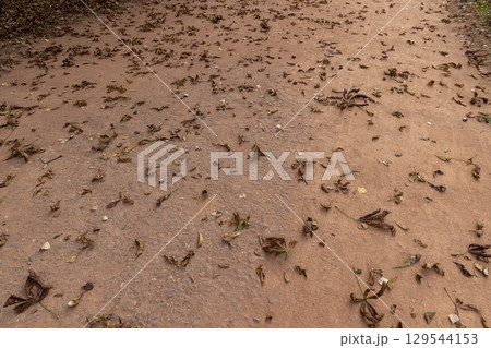 chestnut leaves on the red carpet for walking in the park, a simple path sprinkled with red sand with rubble and leaves fallen from chestnuts 129544153