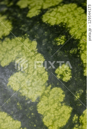 dark green watermelon rind , details of ripe watermelon rind in different colors dark green watermelon rind , details of ripe watermelon rind in different colors 129544173