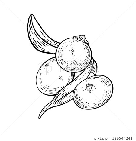 Hand drawn black white vector illustration of fresh acai clusters with tropical palm fronds. Tropical fruit outline. Line art for superfood packaging, health label designs, organic product branding. 129544241