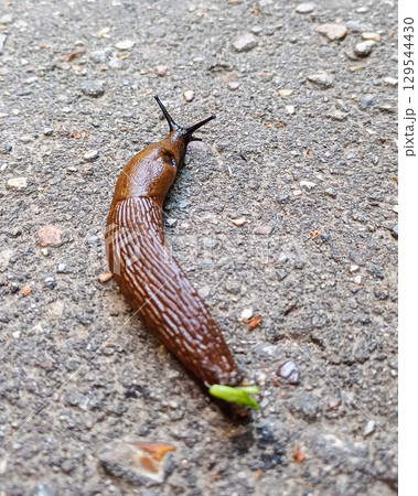 Red Spanish slug on asphalt. 129544430