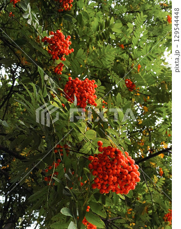 Large clusters of red rowan berries on the branches. Large clusters of red rowan berries on the branches. 129544448