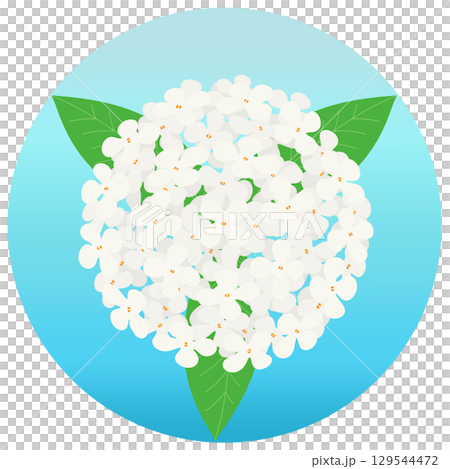 銀桂花的彩色插圖 銀桂花的彩色插圖 129544472