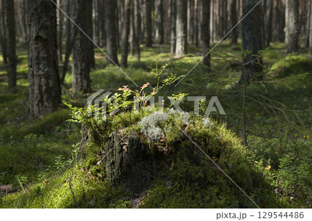 Pine forest on a sunny summer day. Pine forest on a sunny summer day. 129544486
