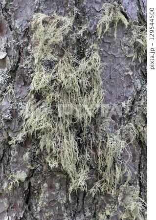Pine tree bark texture background. Close up view. Pine tree bark texture background. Close up view. 129544500