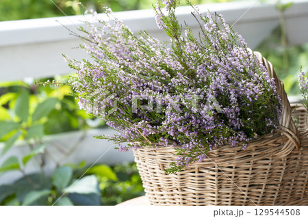 Pink wild heather in a basket 129544508