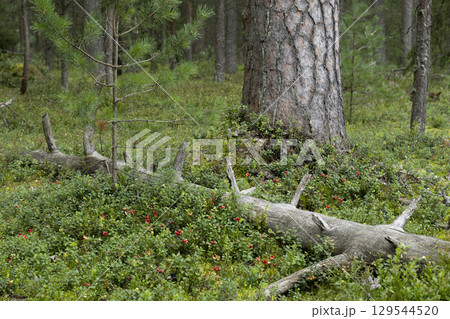 Red ripe lingonberry (cowberry) with leaves in the forest. Nature background. 129544520