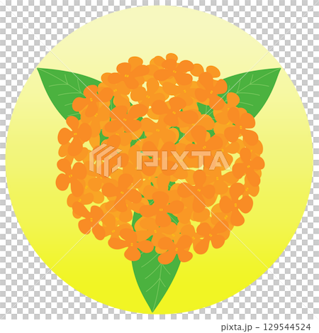 Colorful illustration of osmanthus Colorful illustration of osmanthus 129544524