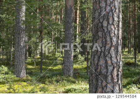 Woodland, Pine tree trunks in forest. 129544584