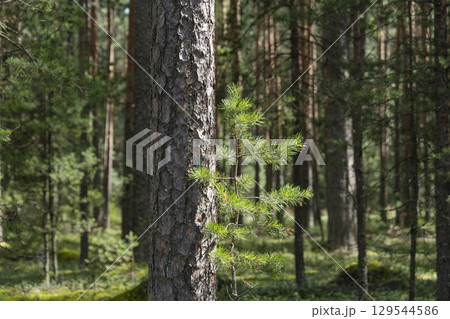 Woodland, Pine tree trunks in forest. 129544586