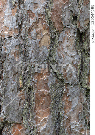 Pine tree bark texture background. Close up view. 129544599