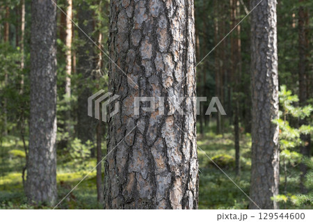 Woodland, Pine tree trunks in forest. 129544600