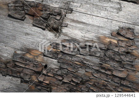 Pine tree bark texture background. Close up view. Pine tree bark texture background. Close up view. 129544641