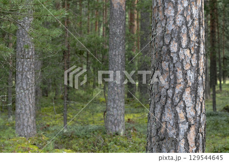 Woodland, Pine tree trunks in forest. 129544645