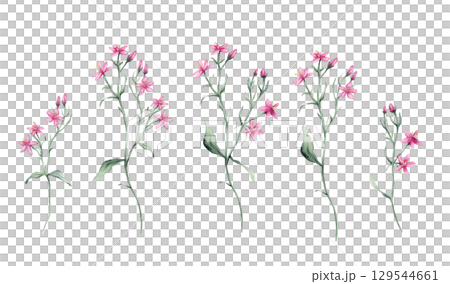 Watercolor set of beautiful little pink Flower on a white background. Botanical illustration freehand drawing. Hand drawn illustration carnation with pencil strokes. Pink purple meadow flowers. 129544661
