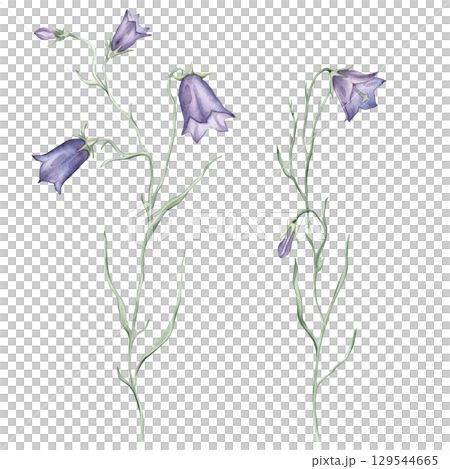 Watercolor beautiful bluebell flowers on a white background. Botanical illustration freehand drawing. Hand drawn illustration Bell with pencil strokes. Blue purple meadow flower. 129544665