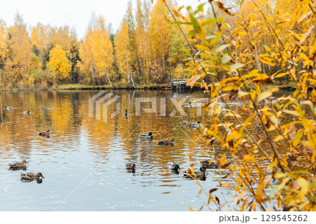 Autumn Park Lake Water with Ducks and Leaves Autumn Park Lake Water with Ducks and Leaves 129545262