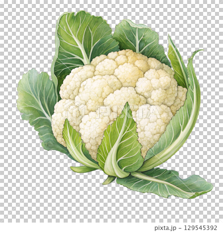 Watercolor Vegetables Clipart White Background 129545392