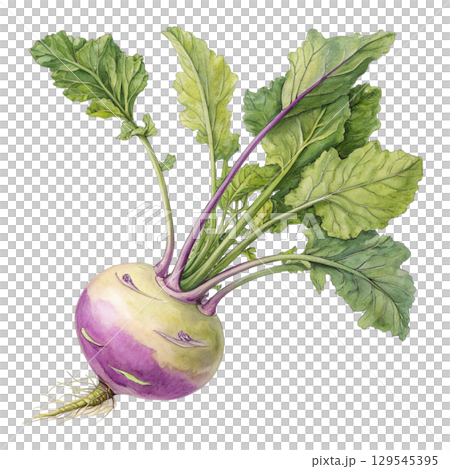 Watercolor Vegetables Clipart White Background 129545395