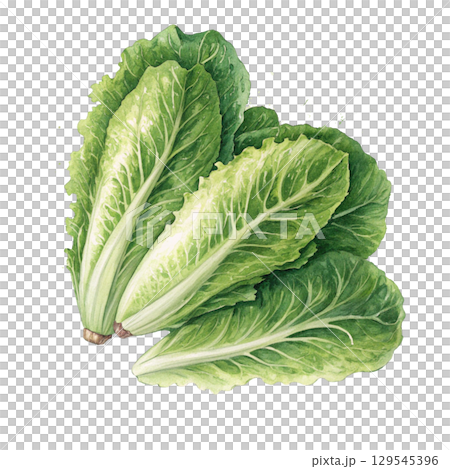 Watercolor Vegetables Clipart White Background 129545396