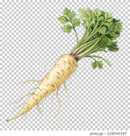 Watercolor Vegetables Clipart White Background 129545397