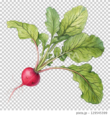 Watercolor Vegetables Clipart White Background 129545399