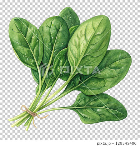 Watercolor Vegetables Clipart White Background 129545400