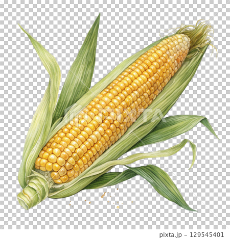 Watercolor Vegetables Clipart White Background 129545401