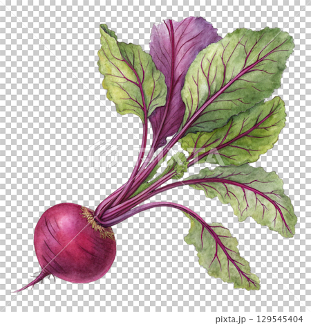 Watercolor Vegetables Clipart White Background Watercolor Vegetables Clipart White Background 129545404