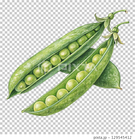 Watercolor Vegetables Clipart White Background 129545412