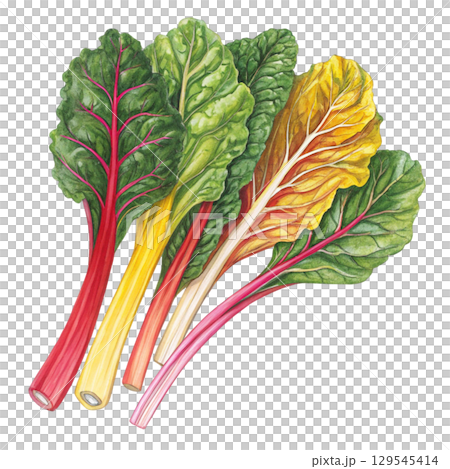 Watercolor Vegetables Clipart White Background 129545414