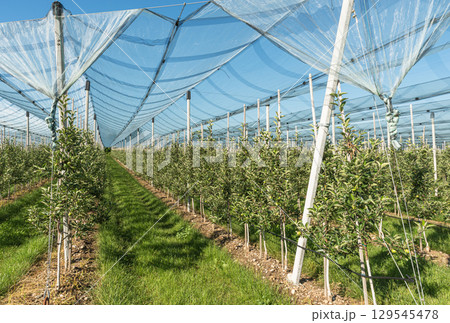 Apple orchard protected by anti-hail netting near Lake Constance, Baden-Wuerttemberg, Germany 129545478