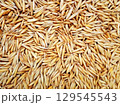 Rich harvest in the form of oat grains close-up 129545543